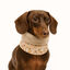 Outech Bufanda Leopardo para perros, , large indicador imagen numero 3