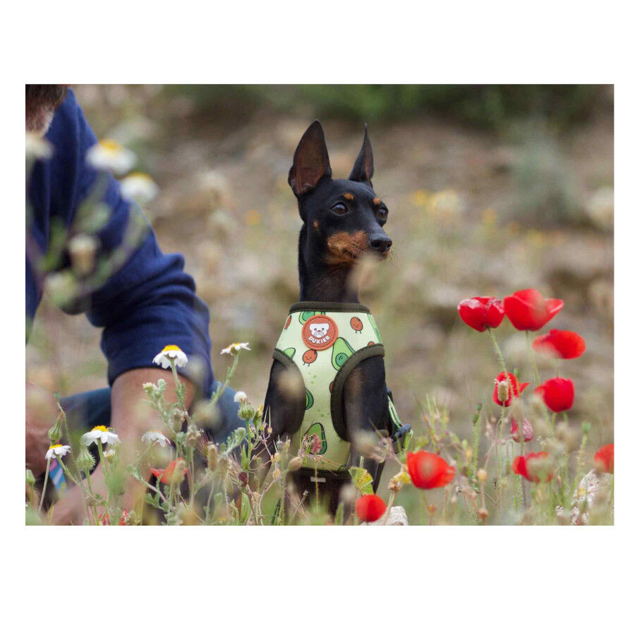 Dukier Avocado Arn&eacute;s Reversible Estampado Aguacate para perros, , large Imagen numero 5