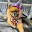 Bandana Perro Calabaza Feliz Halloween, , large indicador imagen numero 2