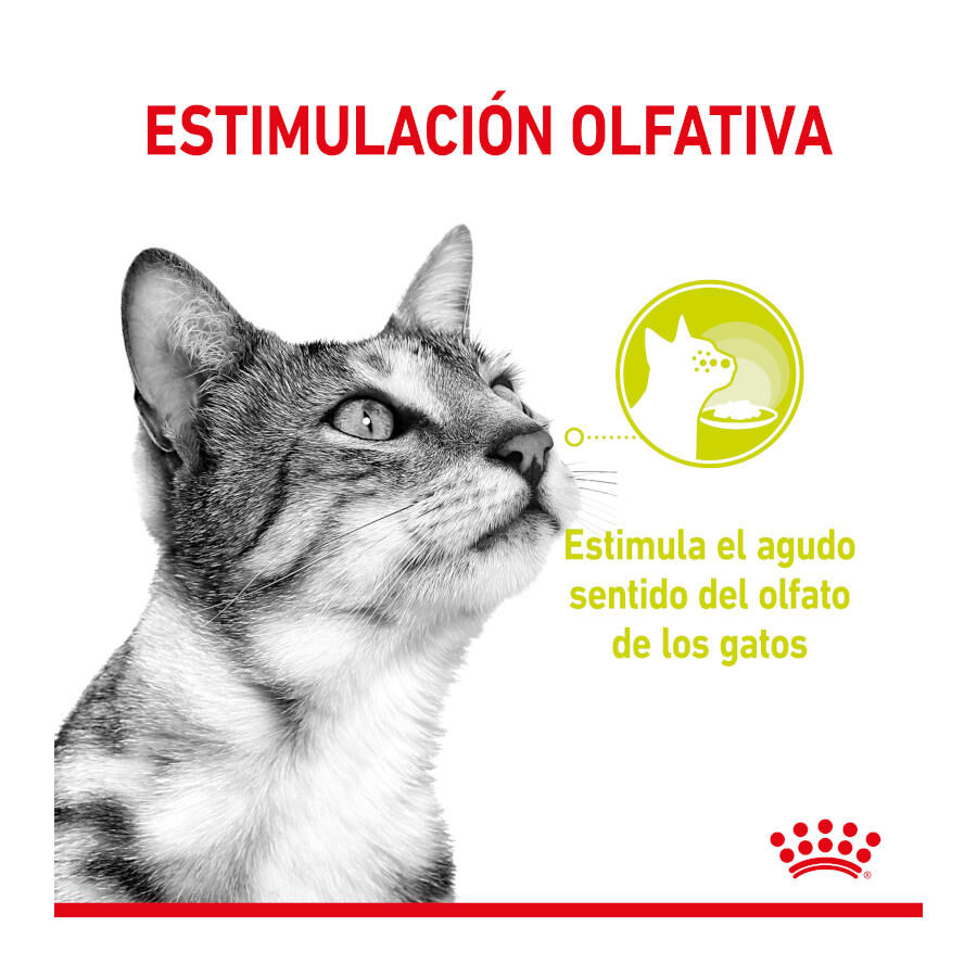 Royal Canin Adult Sensory Smell salsa sobre para gatos thumbnail
