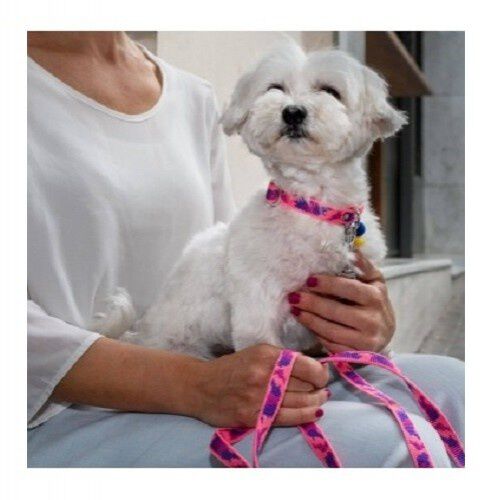 Collar Groc Groc lucky camuflaje color Rosa, , large Imagen numero 3