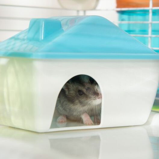 PawHut jaula con 4 niveles azul y blanco para hamsters, , large image number null