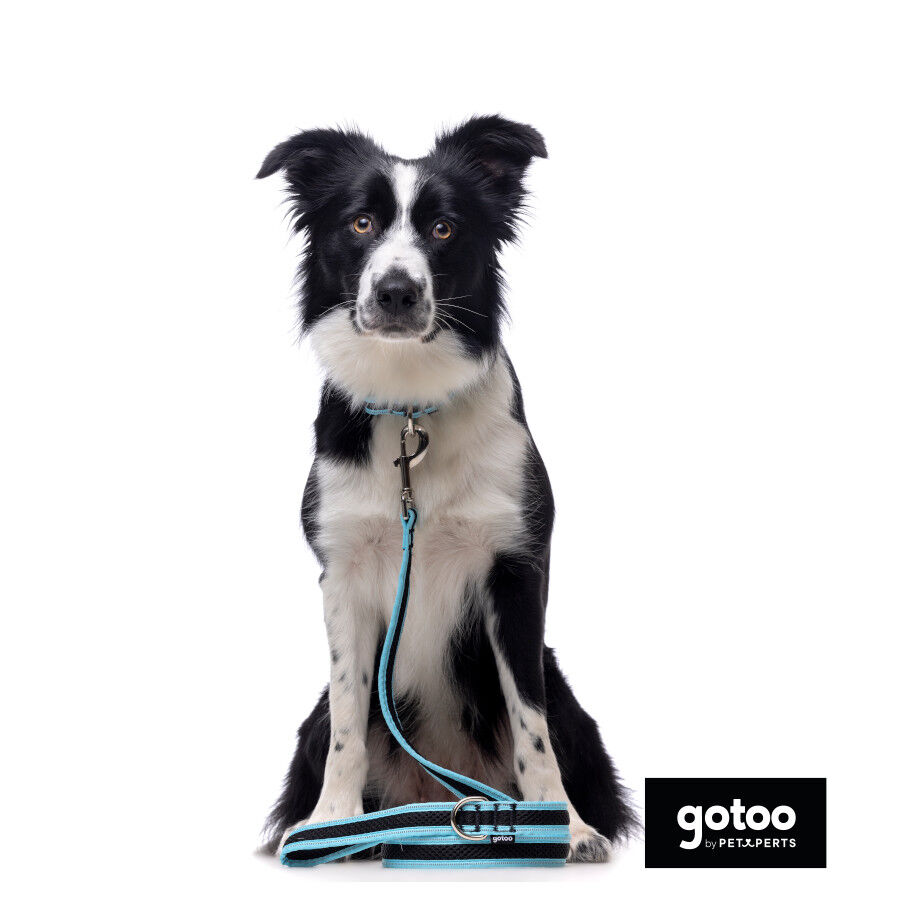 Gotoo collar de malla transpirable turquesa para perros thumbnail