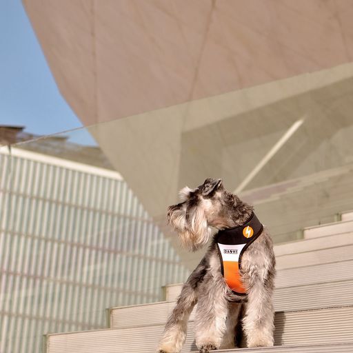 Dashi neo mesh stripes arn&eacute;s naranja y negro para perros, , large Imagen numero 3