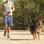 Correa ajustable para perros de jogging 160-220 cm. Correa manos libres elástica y reflectante con cinturón, , large indicador imagen numero 3