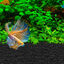 Sustrato para Bettas Fluval Stratum, , large indicador imagen numero 4