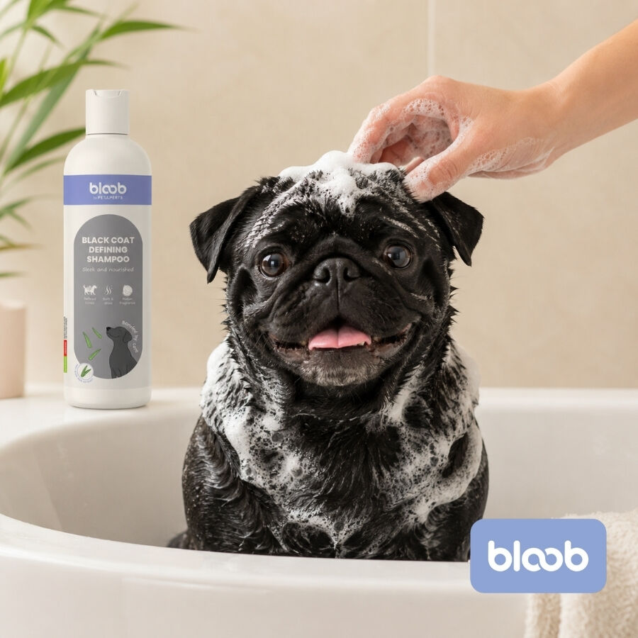 Bloob Champ&uacute; Definidor Mantos Negros Mel&oacute;n para perros, , large Imagen numero 2