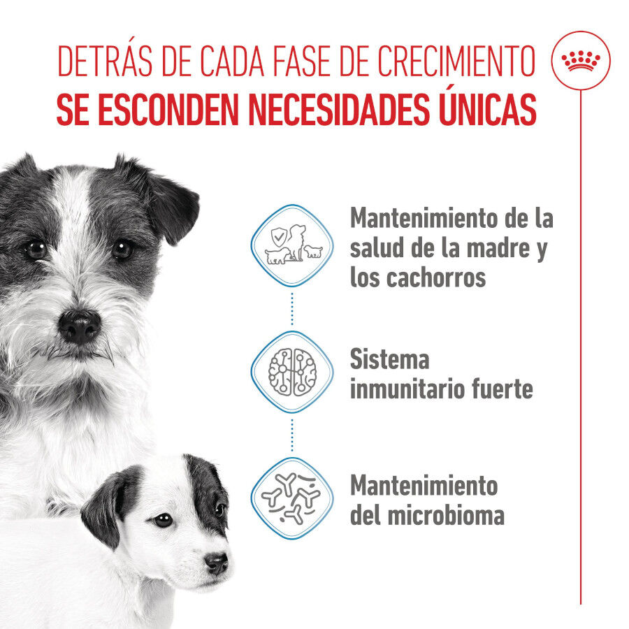 Royal Canin Starter MotheryBaby Mini pienso para perros thumbnail