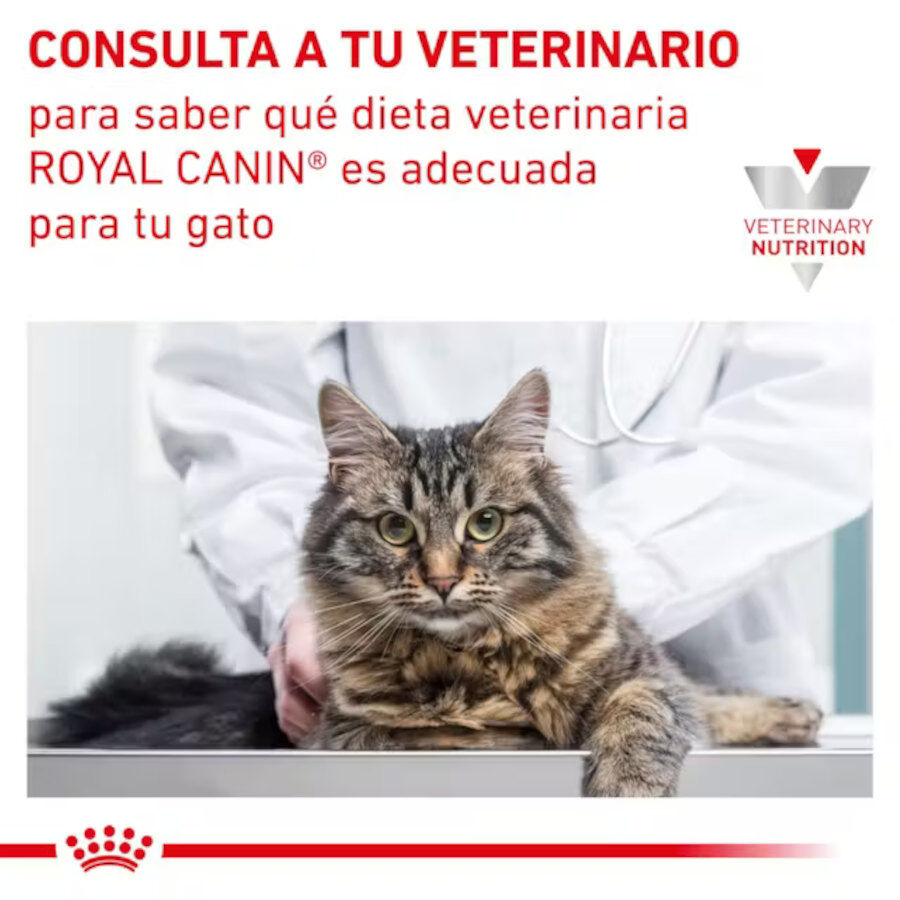 12 sobres x 85 g Royal Canin Mature Consult L&aacute;minas en Salsa Sobre para gatos, , large Imagen numero 6