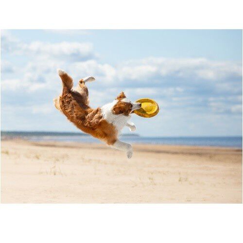 Mooiza flex suplemento alimenticio para las articulaciones de perros thumbnail