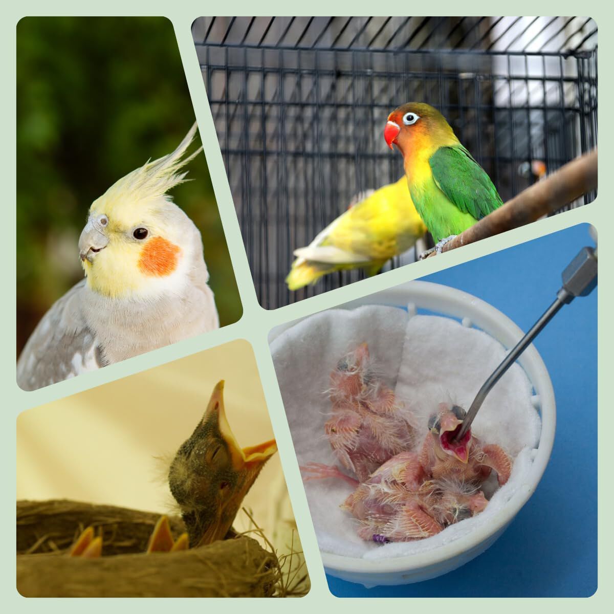 Aviantecnic Papilla con Jeringa de Embuche Ninfas y Agapornis thumbnail