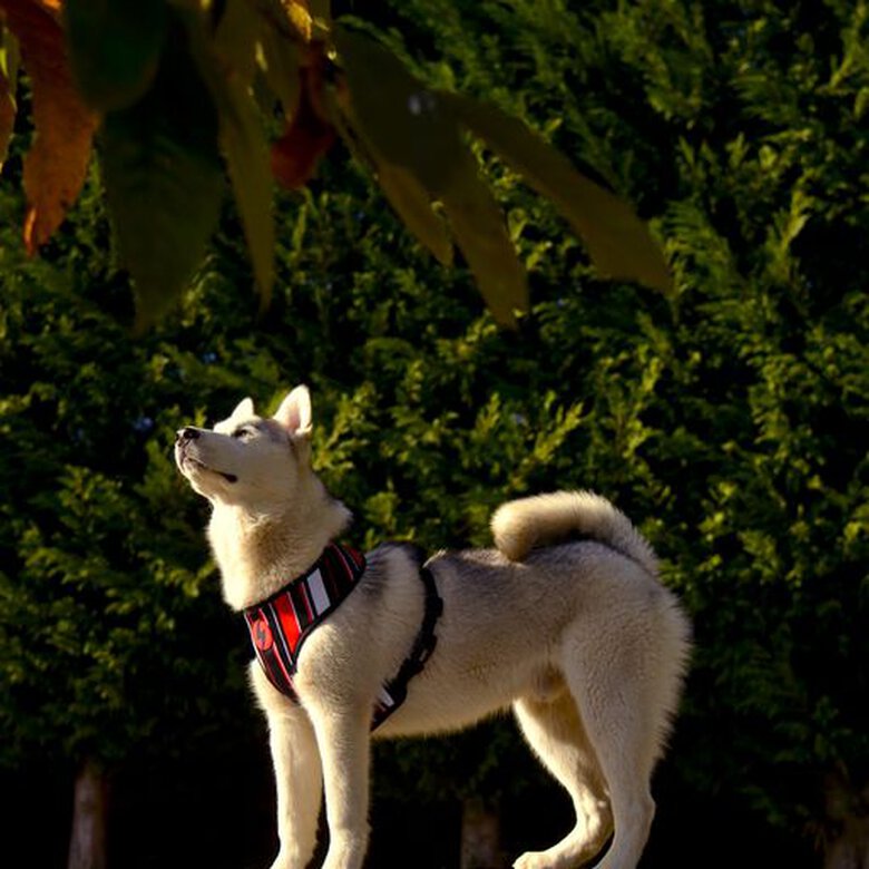 Arnés Neo Mesh Slide para perros color Multicolor, , large image number null