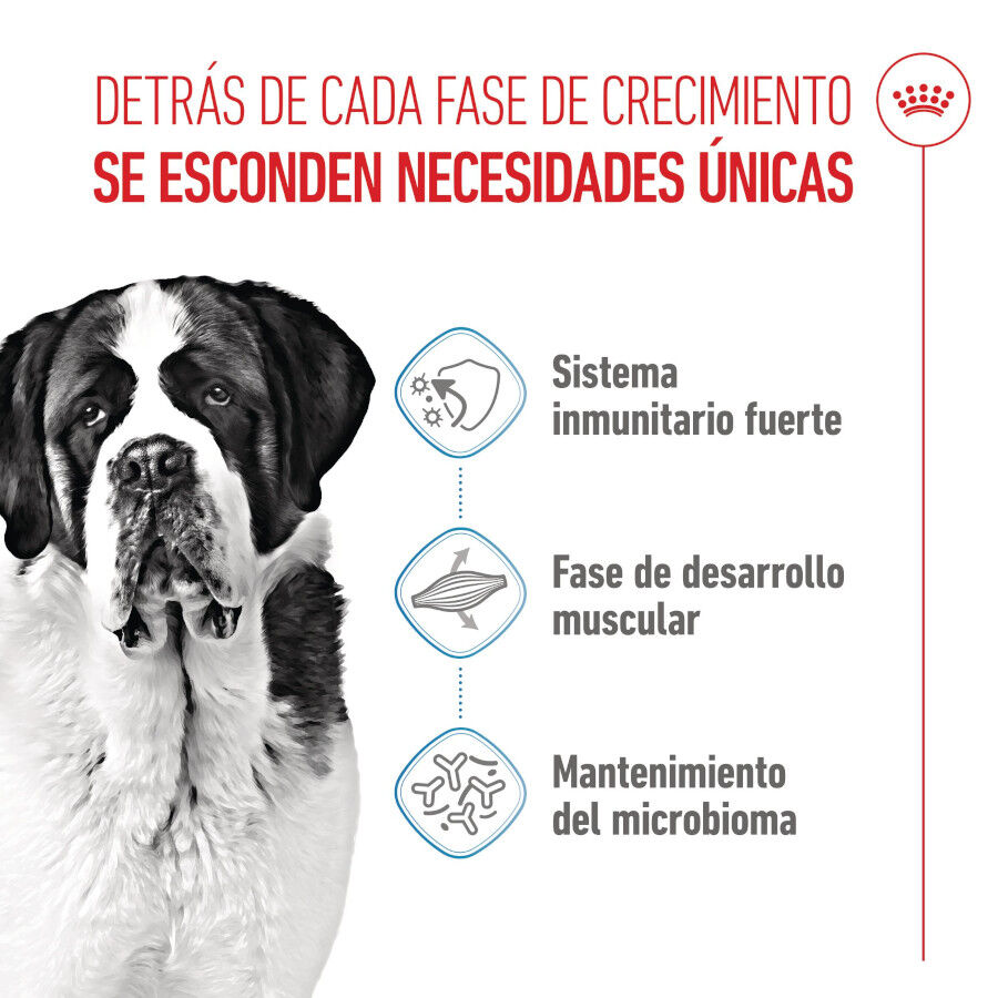 Royal Canin Junior Giant pienso para perros thumbnail