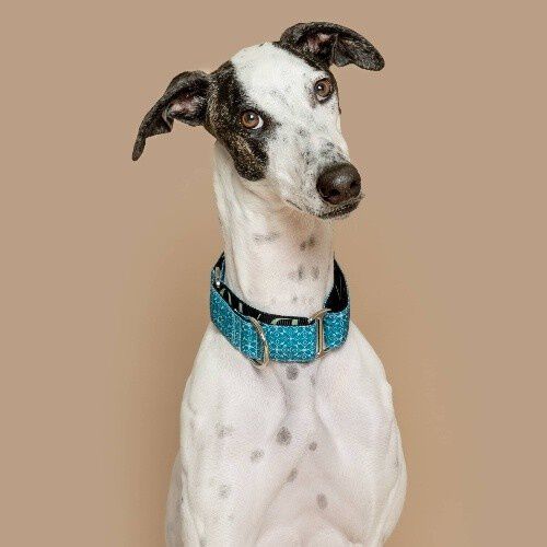 Baona correa multiposici&oacute;n de nylon reciclado verde para perros, , large Imagen numero 2