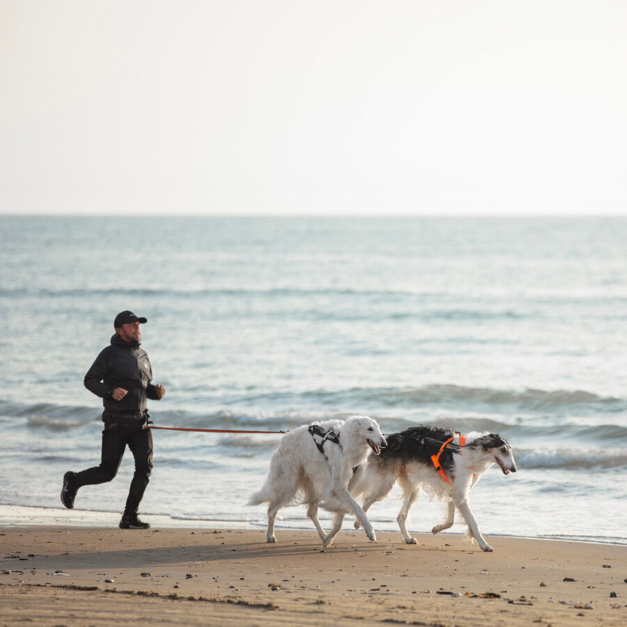 Non-stop dogwear Freemotion Arn&eacute;s Negro y Naranja para perros, , large Imagen numero 12