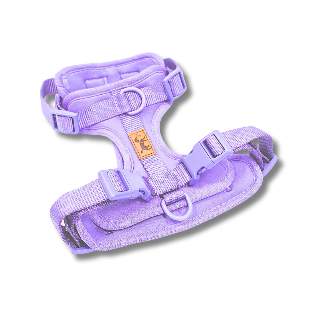 Arn&eacute;s Adventure Lavender &ndash; Arn&eacute;s para perros antitirones, seguro y elegante, , large Imagen numero 1
