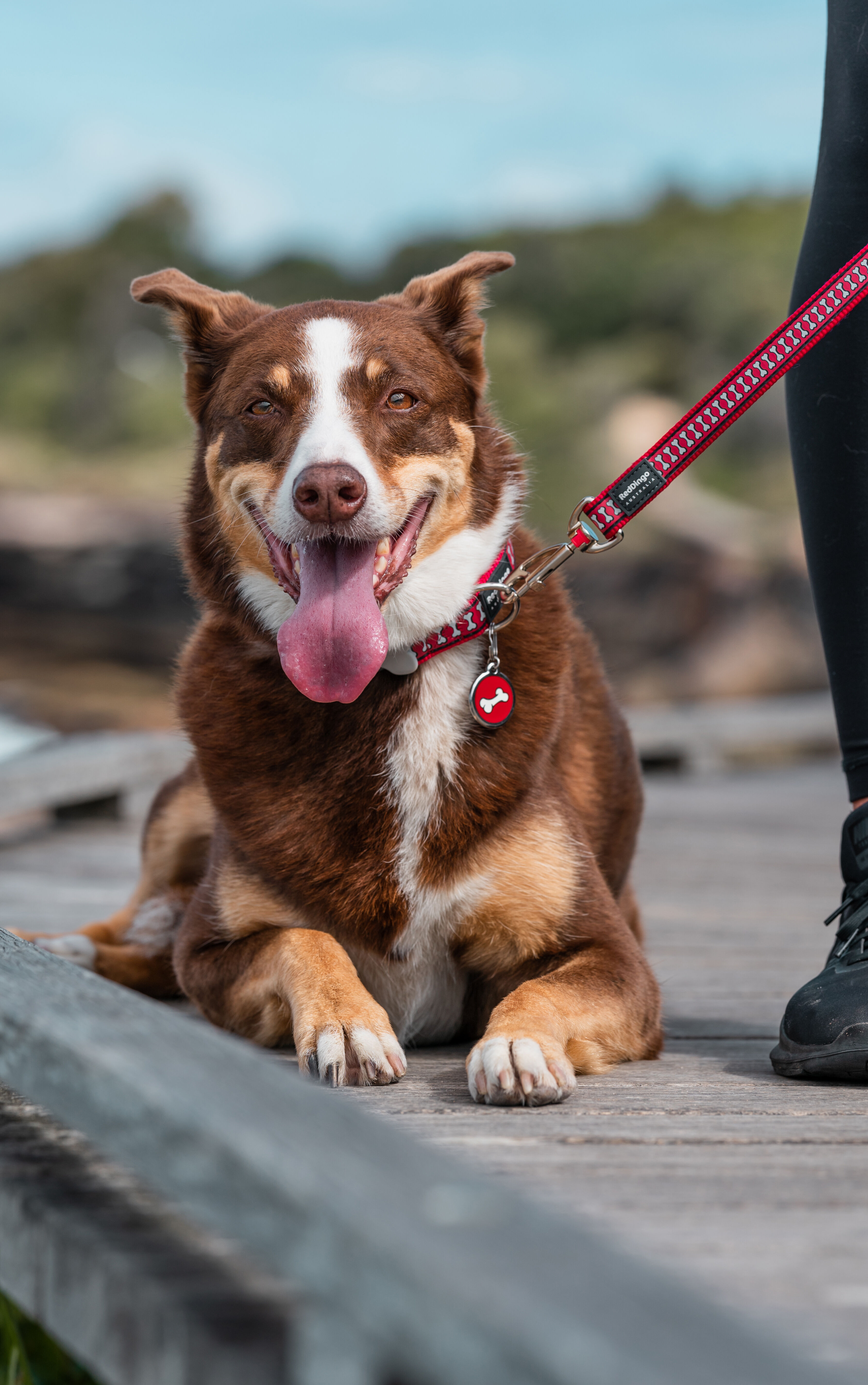 Placa identificativa Acero Inoxidable Esmalte Comic Hueso Negro para perros, , large Imagen numero 2