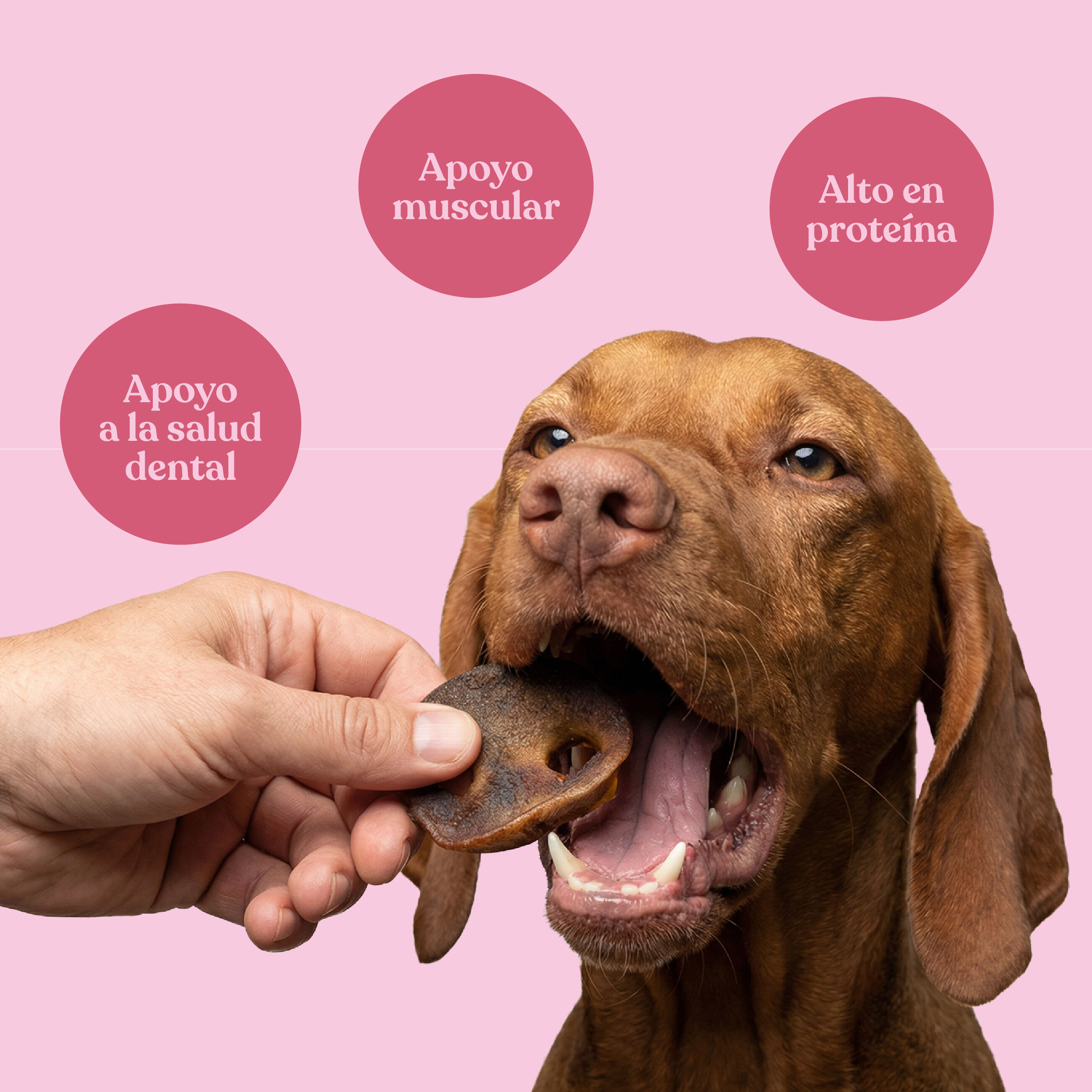 dr.bimix Morros de Cerdo para Perros | Masticaci&oacute;n Natural y Salud Dental, , large Imagen numero 3