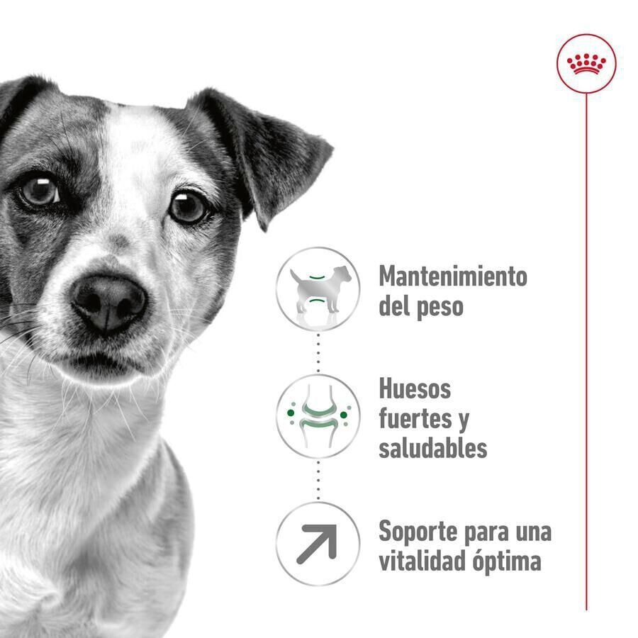 Royal Canin Mini 8+ Adult pienso para perros thumbnail