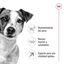 2 x 8 kg Royal Canin Mini 8+ Adult pienso para perros ¡Pack ahorro!, , large indicador imagen numero 5