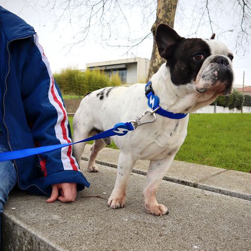 Collar para perros color Azul, , large Imagen numero 4