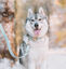 CITYFOX™ KIT COLLAR Y CORREA COLOR AQUA PARA PERROS, , large indicador imagen numero 5