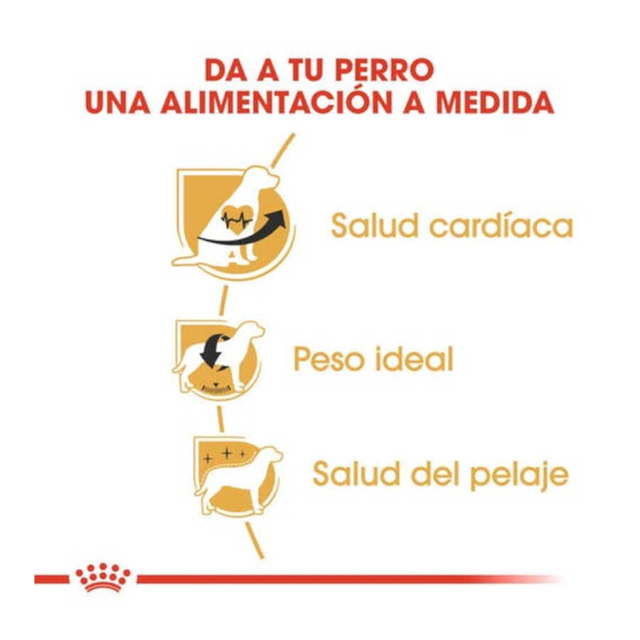 Royal Canin Adult Cavalier King Charles pienso para perros thumbnail