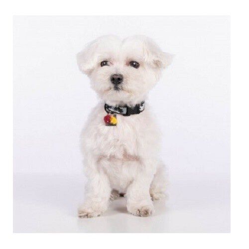 Collar para perro Groc Groc lucky color Gris, , large Imagen numero 3
