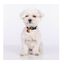Collar para perro Groc Groc lucky color Gris, , large indicador imagen numero 3