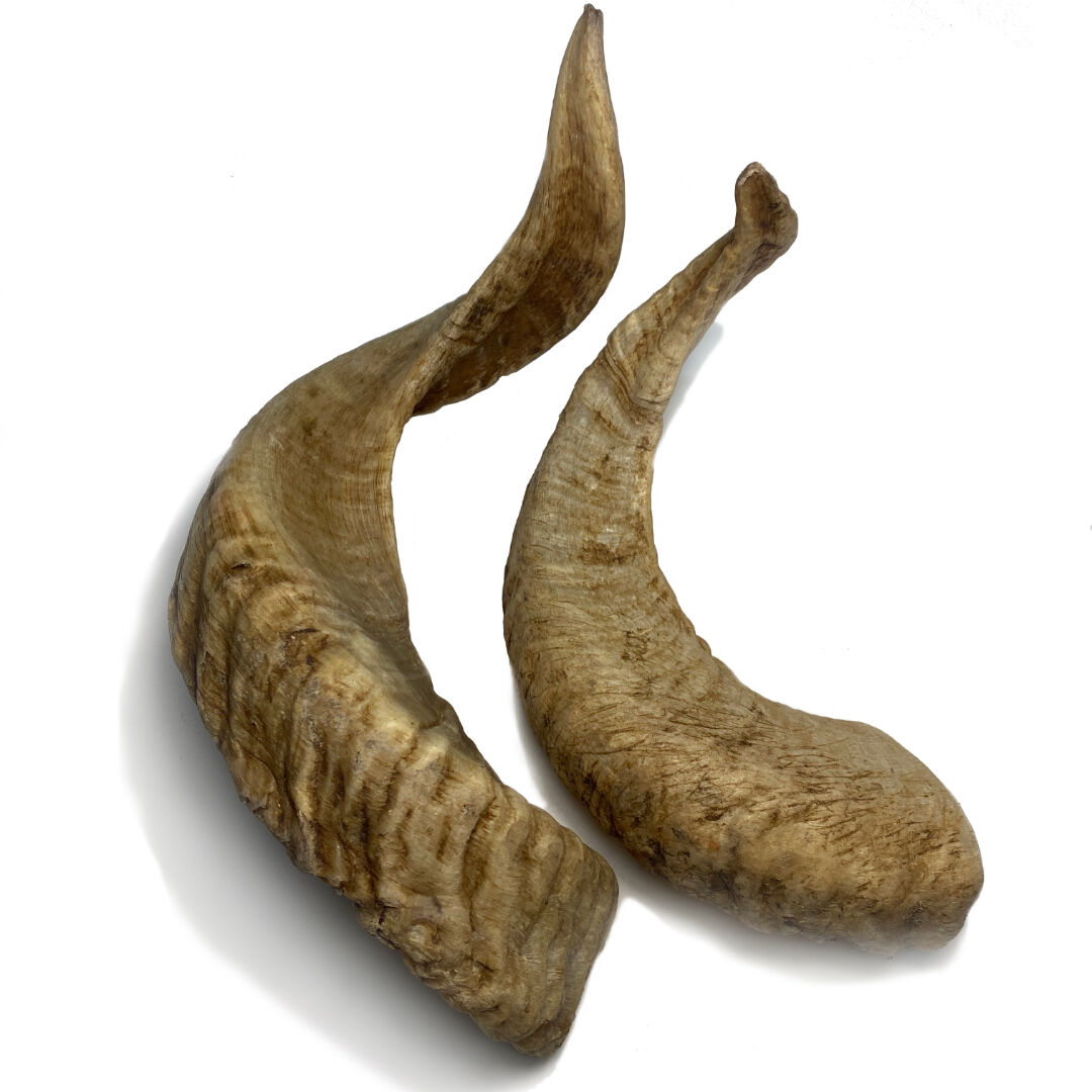 BIMORDISCOS Cuerno de carnero para perros Pack 2 x L, , large Imagen numero 3