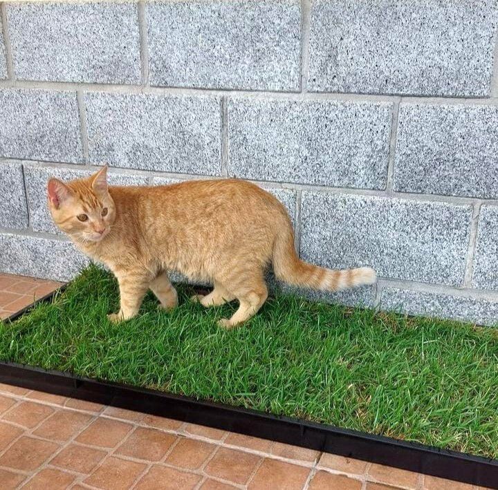 Petground Arenero para gatos Cama de Césped natural Hierba gatera Alfombra olfativa thumbnail