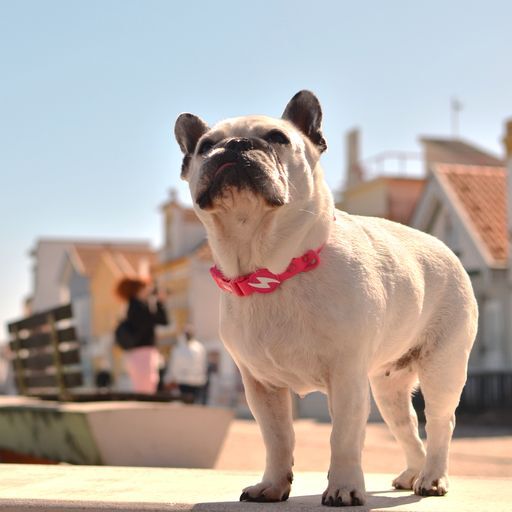 Dashi colorflex collar de TPU rosa para perros, , large Imagen numero 3