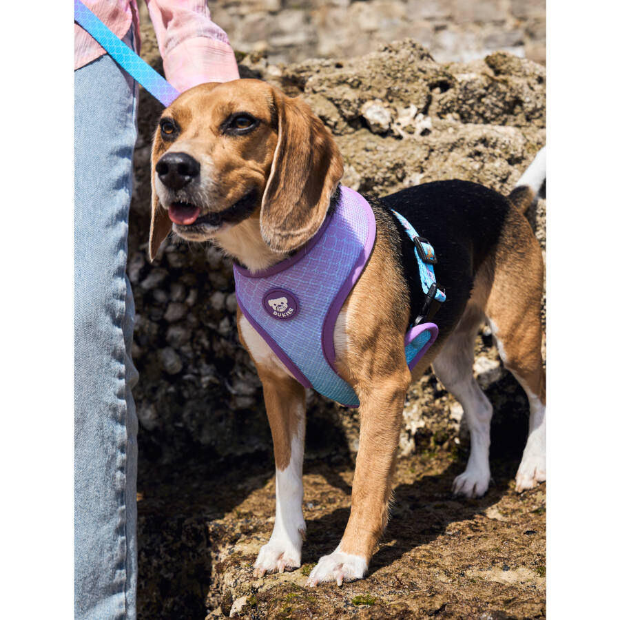 Dukier Mermaid Arn&eacute;s Reversible para perros, , large Imagen numero 2