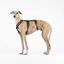 Arnés de 3 Puntos Antiescape Antitirones - Ideal para Lebreles: Galgo Italiano, Whippet, Galgo, Podenco - Seguro, Transpirable y Duradero - Perfecto para Caminar, Entrenar y Correr - ANTRACITA,M, , large indicador imagen numero 1