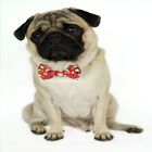 Pajarita Harry Pupper para perros color Rojo, , large image number null