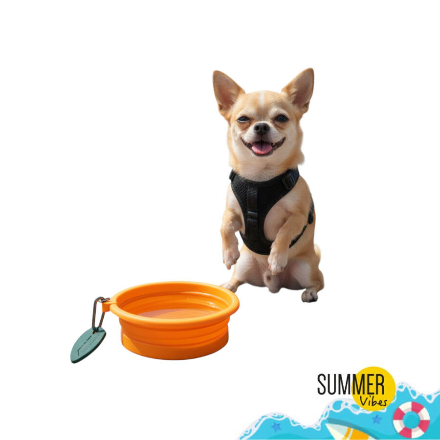 Summer Vibes Comedero Bebedero plegable naranja para perros, , large Imagen numero 7