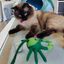 Juguete cangrejo para gato de fieltro de lana artesanal Grace, , large indicador imagen numero 2