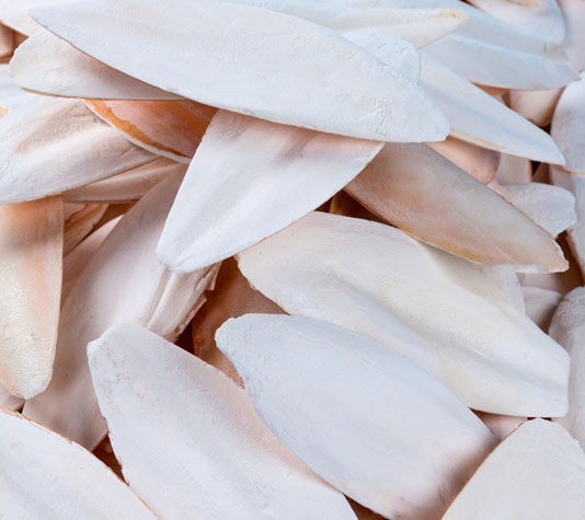 Hueso de Sepia para P&aacute;jaros y Tortugas | PicoSepia 200 gr | Jibia para Periquitos, Canarios y Otros Animales | Aporta Calcio, , large Imagen numero 5