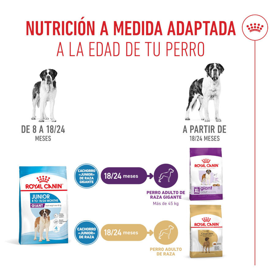 Royal Canin Junior Giant pienso para perros thumbnail