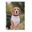 APEX DOG GEAR collar ajustable con cierre metálico rosa para perros, , large indicador imagen numero 3