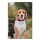 APEX DOG GEAR collar ajustable con cierre metálico rosa para perros, , large image number null
