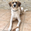 GLE PETS TRAQUEAS DE TERNERA DESHIDRATADA, PREMIOS NATURALES PARA PERROS, , large indicador imagen numero 5