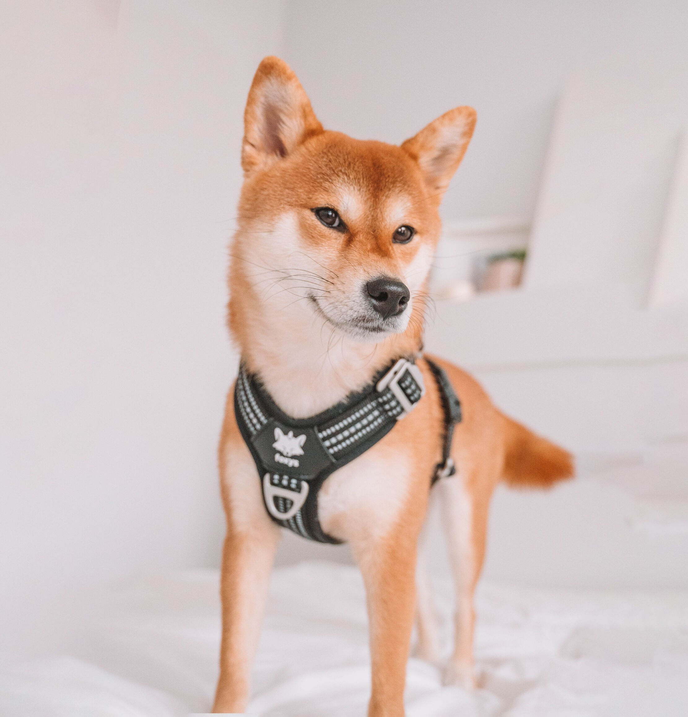 Foxys Arnés Antitirones con hebillas reforzadas negro para perros thumbnail