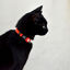 Collar de nylon para gatos color Rojo, , large indicador imagen numero 2