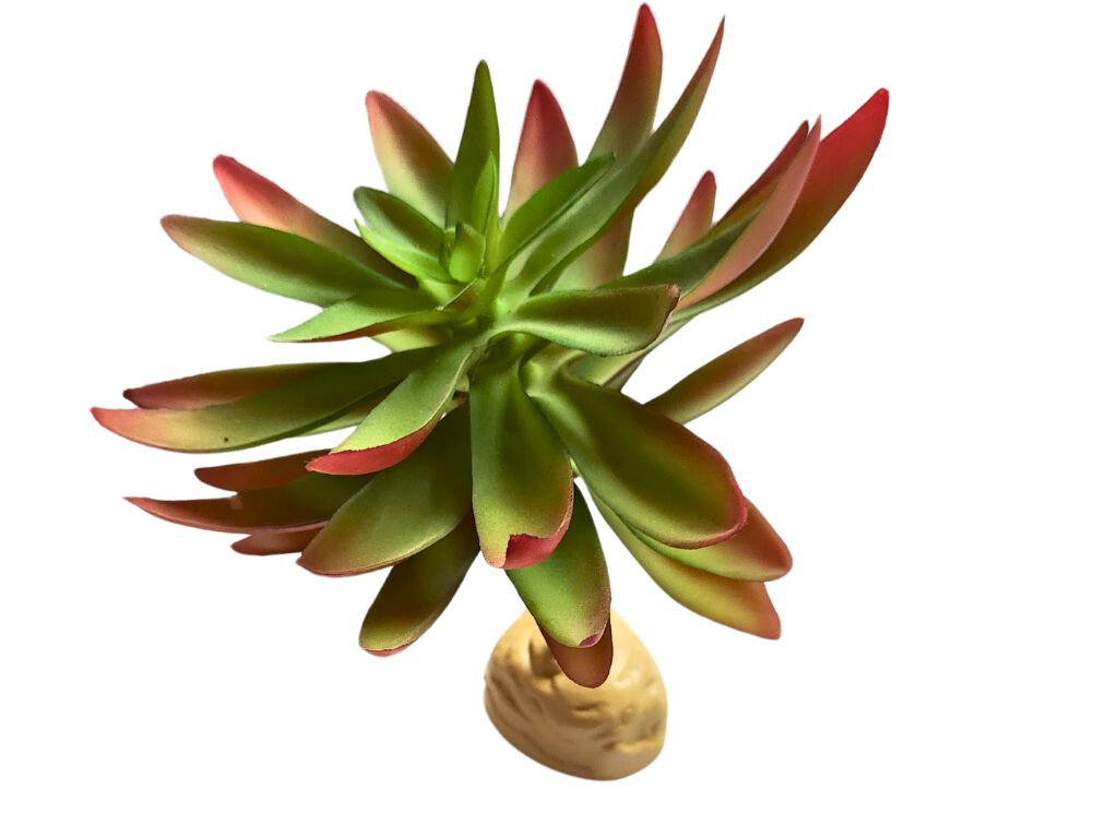 Reptilhábitat Planta Capitella De Decoración Para Terrarios thumbnail