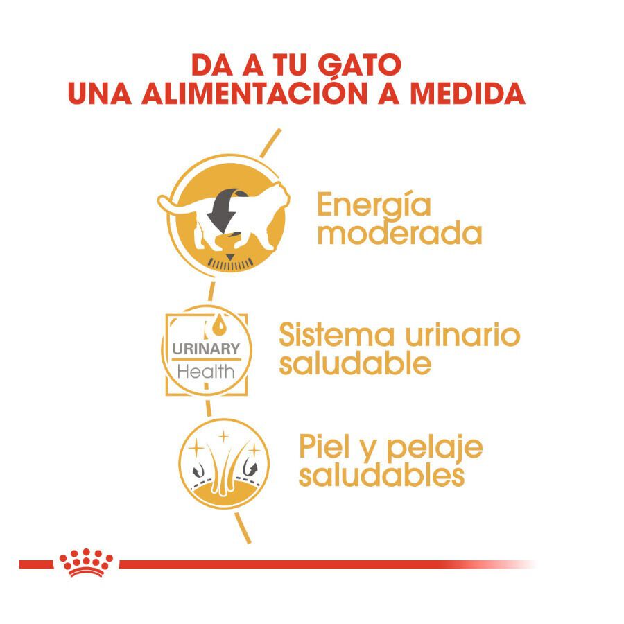 Royal Canin Sobre en Salsa British Shorthair Adult thumbnail