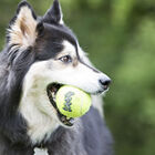 Kong Air Pelota de tenis con sonido para perros, , large image number null