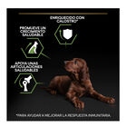 Pro Plan Puppy Large Athletic Pollo pienso para Cachorros, , large image number null