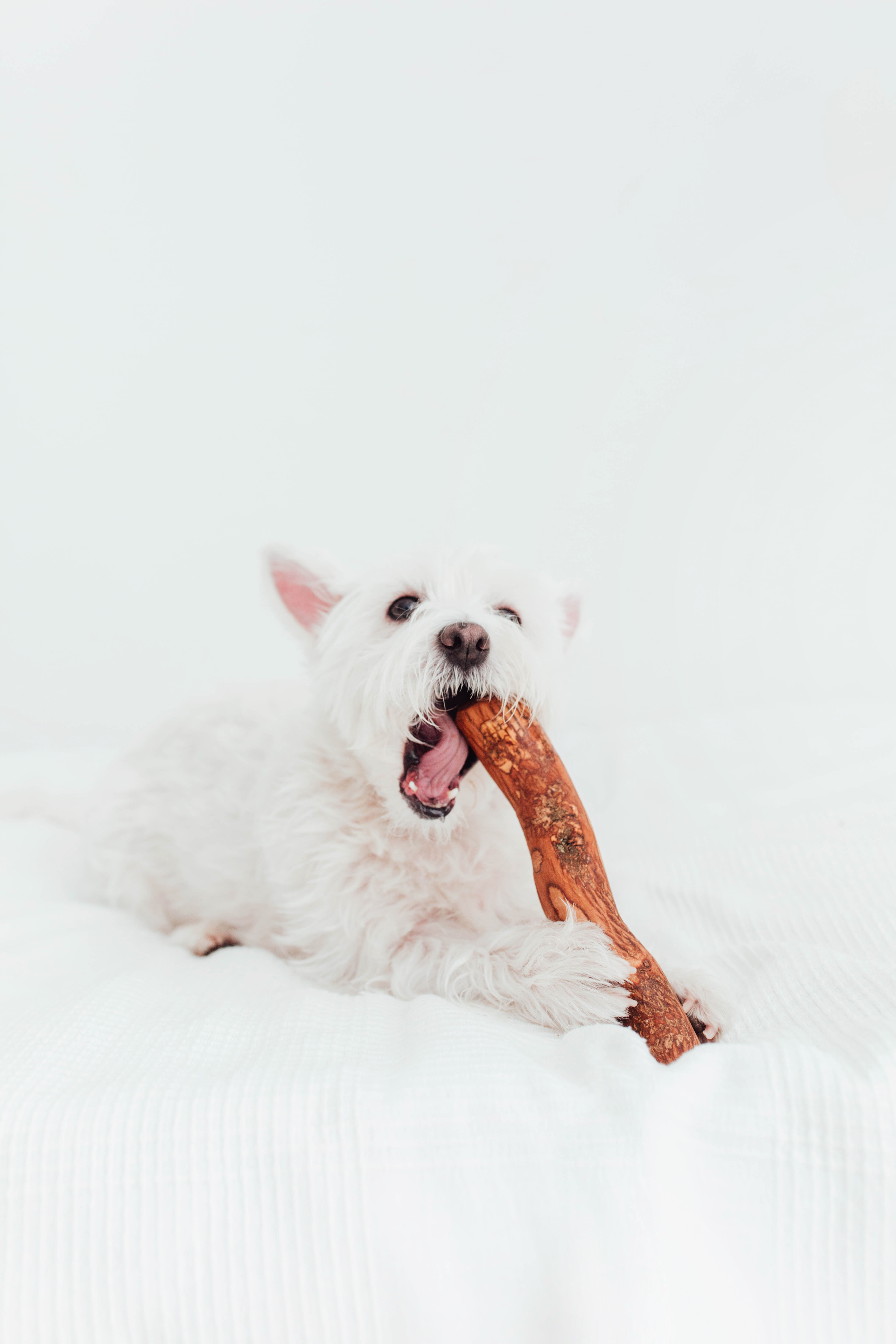 BIMORBOX Cachorros Pequeños – Pack Ahorro con Juguete, Mordedor de Olivo y Snacks Sin Aditivos thumbnail