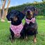 Arnés - Bee Happy Dachshunds, , large indicador imagen numero 4